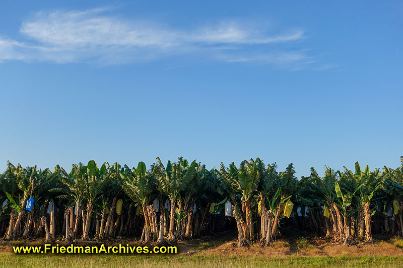 agriculture,crops,harvest,sky,blue,